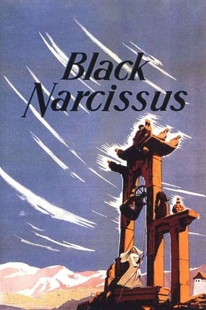 Černý narcis
