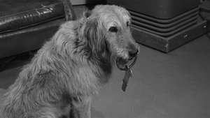 The Andy Griffith Show 30. epizoda