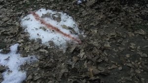 Námořní vyšetřovací služba Kadeti