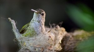Nature 12. epizoda