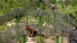 Survivor (USA) Finálová čtyřka