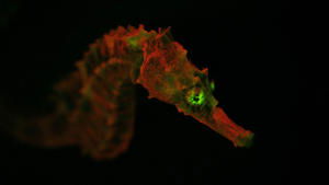 NOVA 14. epizoda