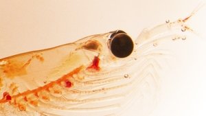 NOVA 12. epizoda
