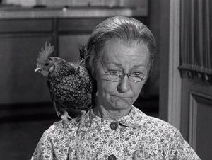The Beverly Hillbillies 31. epizoda