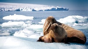 Modrá planeta II Jeden oceán