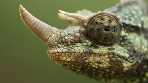 NOVA 26. epizoda