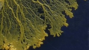 NOVA 10. epizoda