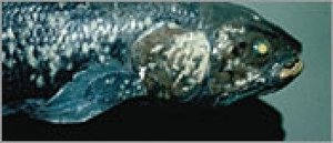 NOVA 3. epizoda