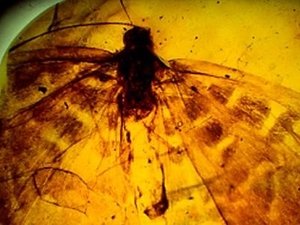 NOVA 11. epizoda