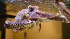 Nature 1. epizoda