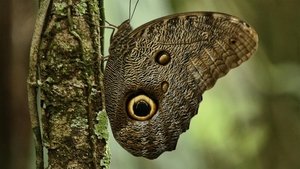 Nature 3. epizoda