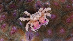 Nature 14. epizoda