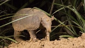 Nature 14. epizoda