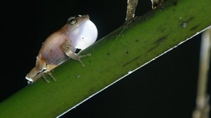 Nature 13. epizoda