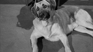 Perry Mason 20. epizoda