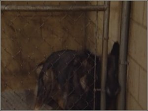 Ženatý se závazky Buckův útěk