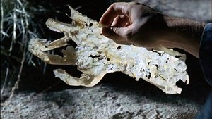 Roswell Kosti a kůže