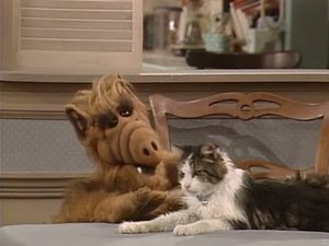 ALF Hledá se kocour