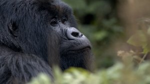 60 Minutes 11. epizoda