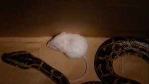 The Real World 14. epizoda