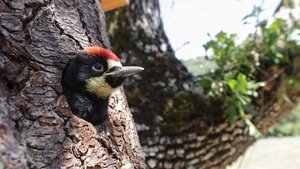 Nature 3. epizoda