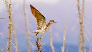 Nature 10. epizoda