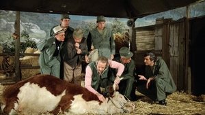 M*A*S*H Narozeninové dívky