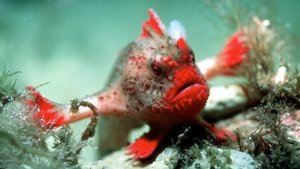 Modrá planeta - Historie oceánů Moře mírného pásma