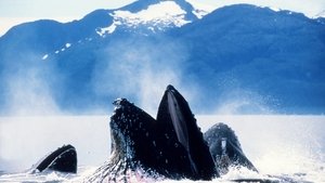 Modrá planeta - Historie oceánů Pulz moře