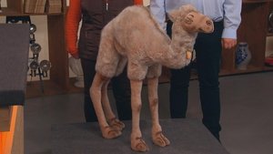 Bares für Rares 101. epizoda