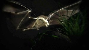 Nature 10. epizoda