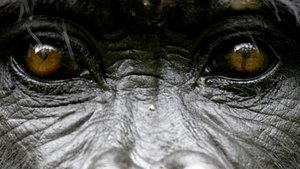Nature 11. epizoda