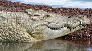 Nature 7. epizoda