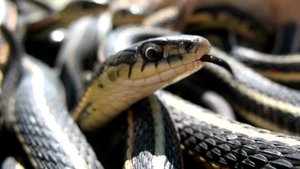 Nature 10. epizoda