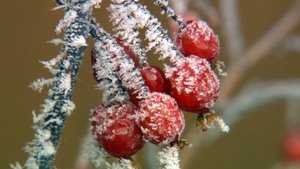 Nature 3. epizoda