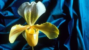 Nature 13. epizoda