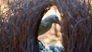 Nature 10. epizoda