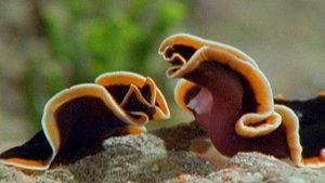 Nature 8. epizoda