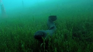 Nature 10. epizoda