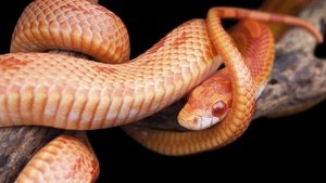 Nature 8. epizoda
