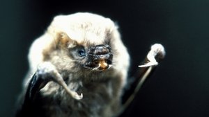 Nature 4. epizoda