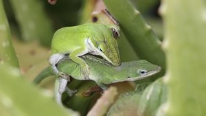 Nature 4. epizoda