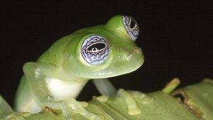 Nature 10. epizoda