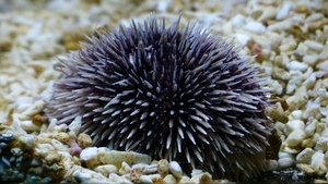 Nature 8. epizoda