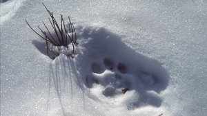 Nature 5. epizoda