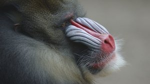 Nature 3. epizoda