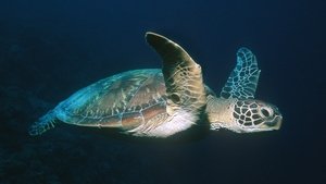 Nature 10. epizoda