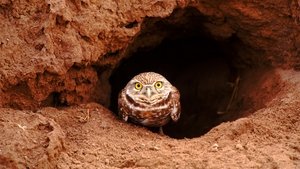 Nature 2. epizoda