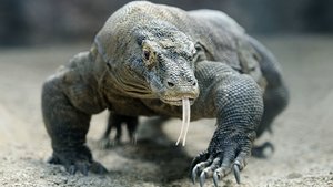 Nature 5. epizoda