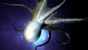 Nature 2. epizoda